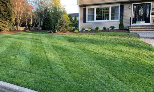 New-Lawns-Lawn-Renovations-r14ehhtcyg97xzx48yrid69klqz6qxhinj9yjh0a7s